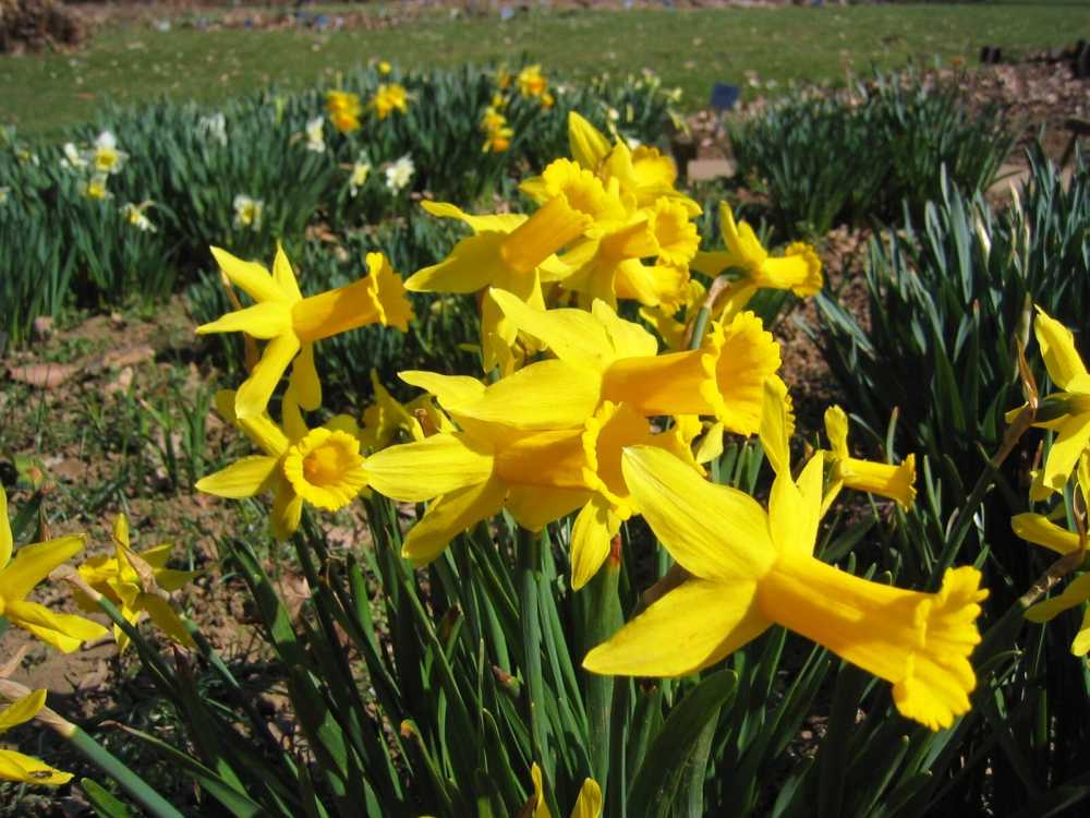 Narcissus cyclamineus (Alpenveilchenartige Narzisse)